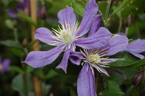 staudenclematis arabella|Clematis &Arabella& (I) 